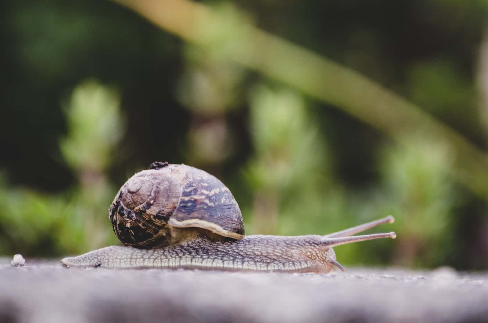 photo of a snail in garden