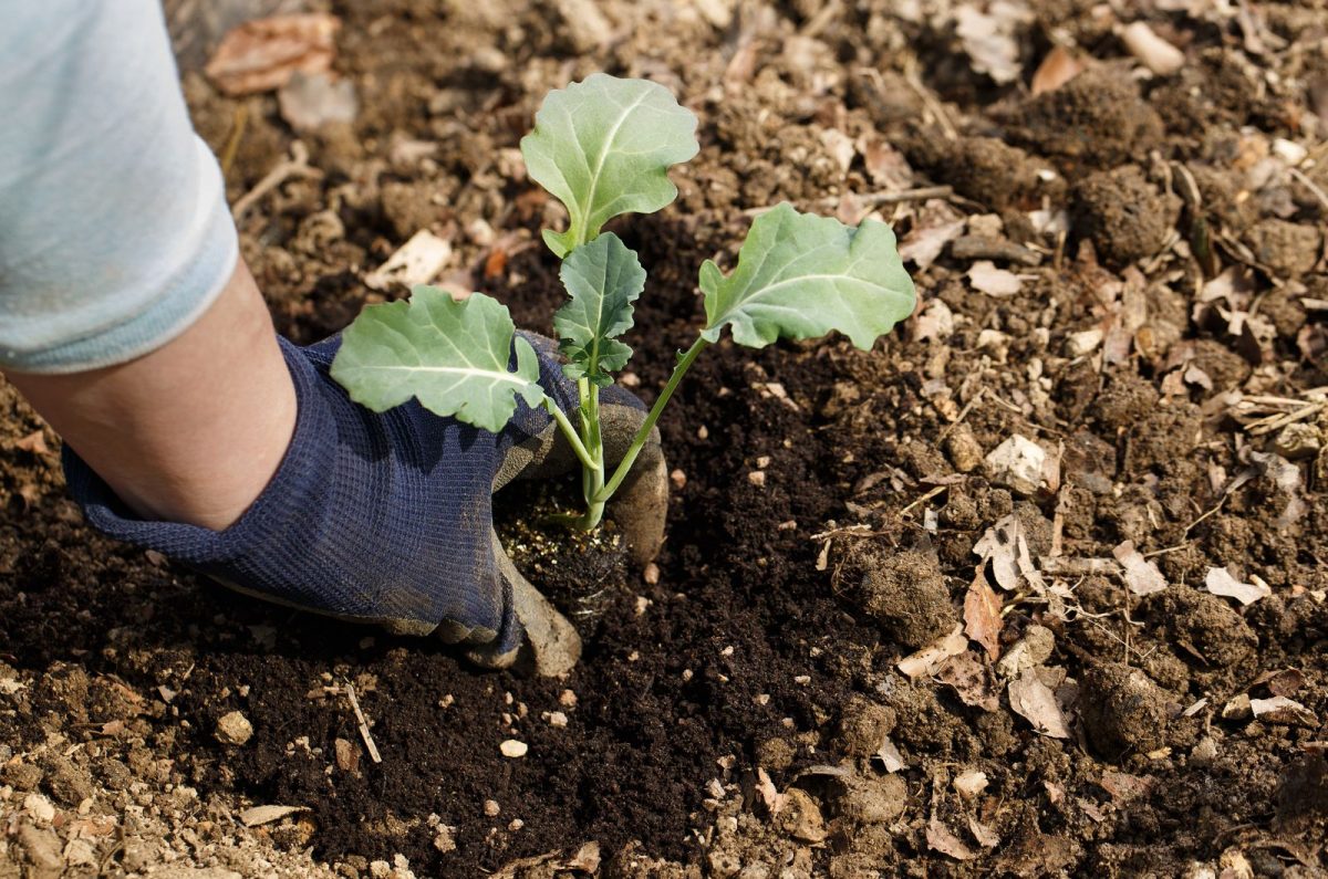 What Is The Perfect Broccoli Plant Spacing Tips And Tricks   Planting Broccoli Plant 1200x795 