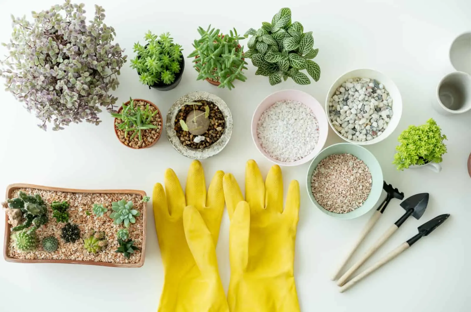 plants and gloves