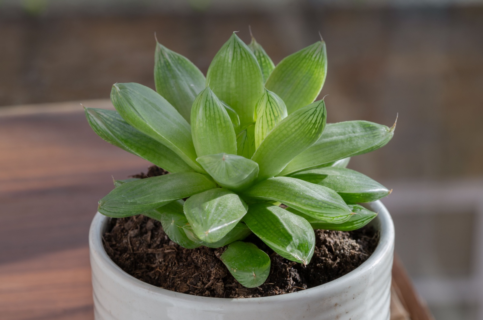 potted haworthia