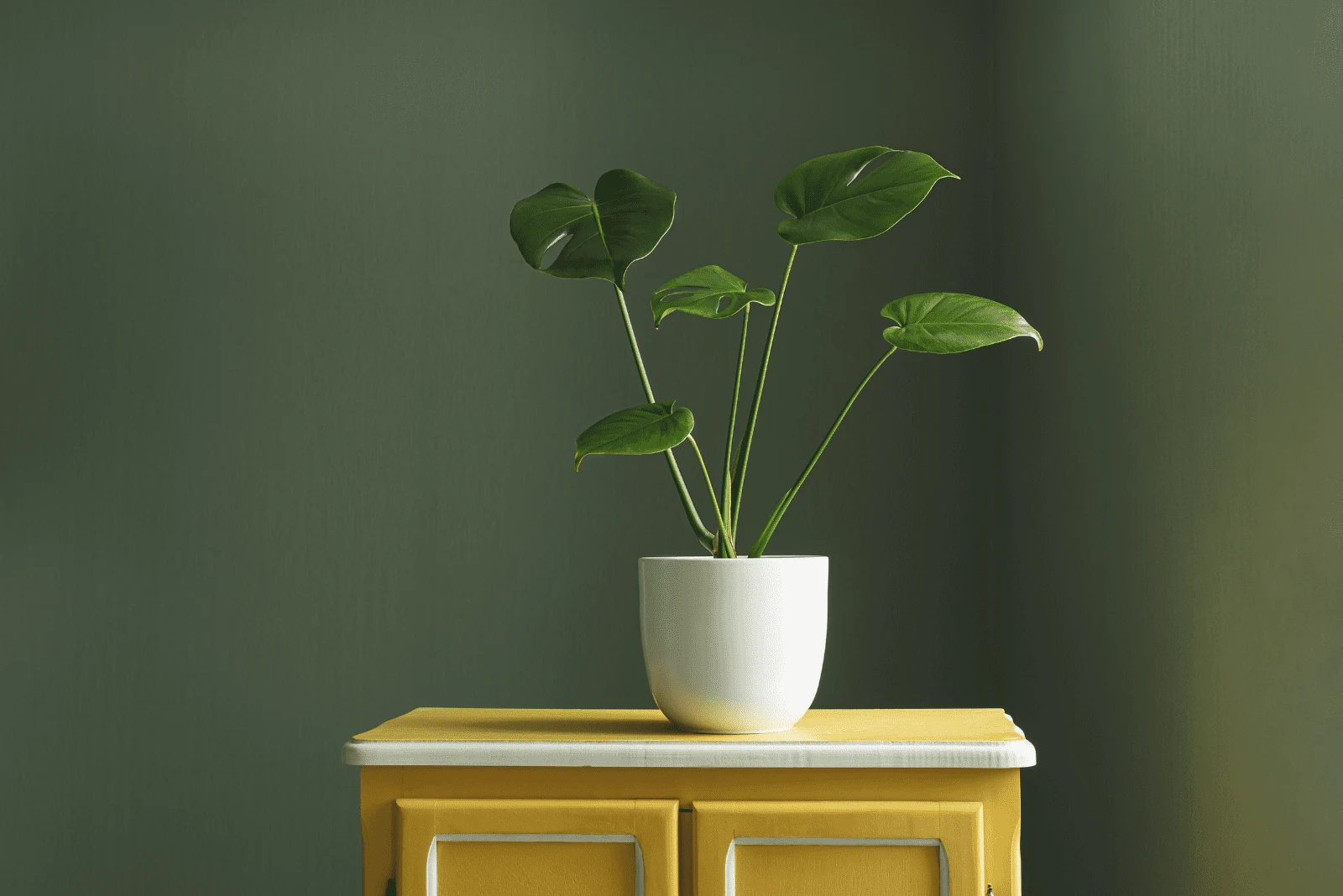 potted monstera on a chair