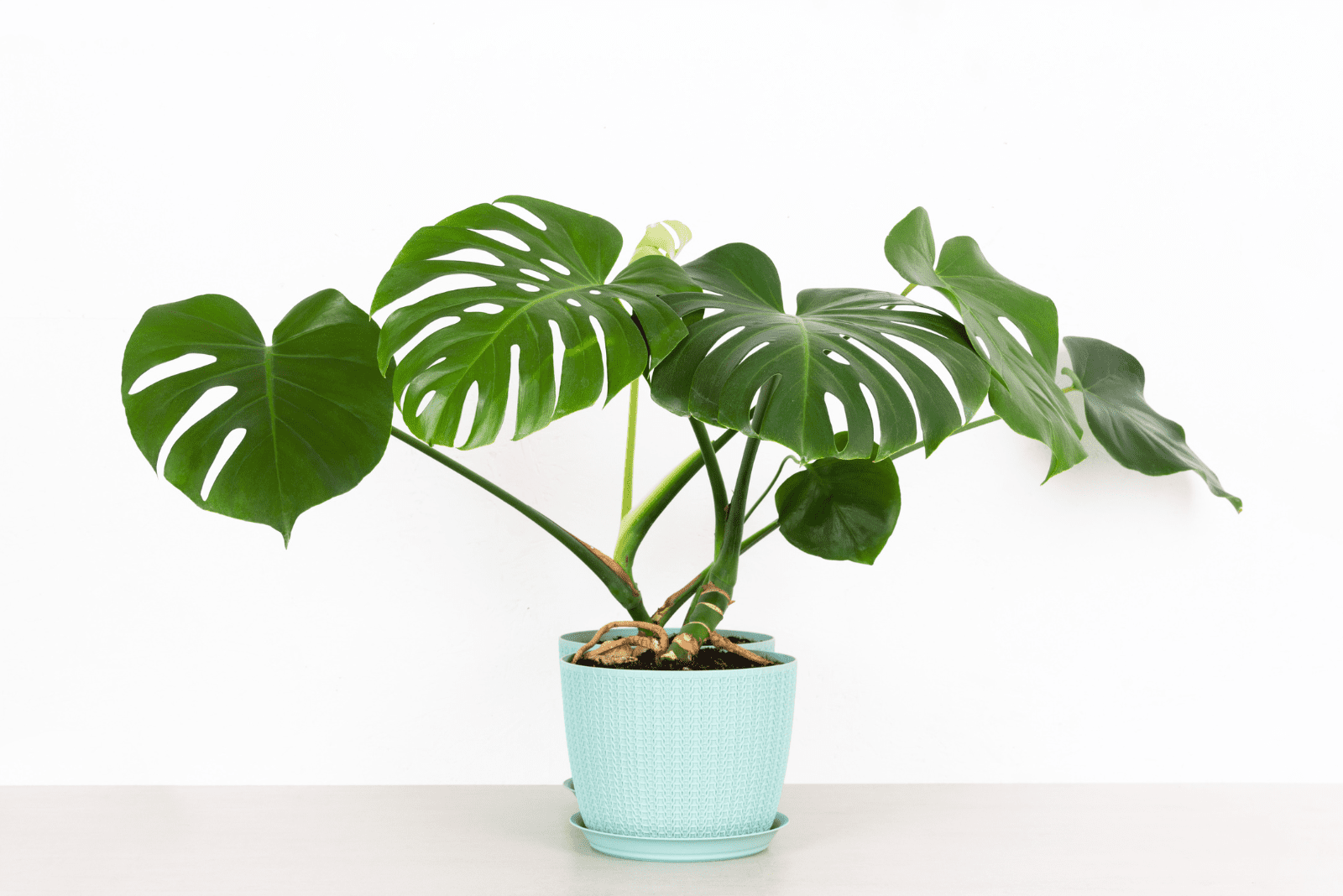potted monstera