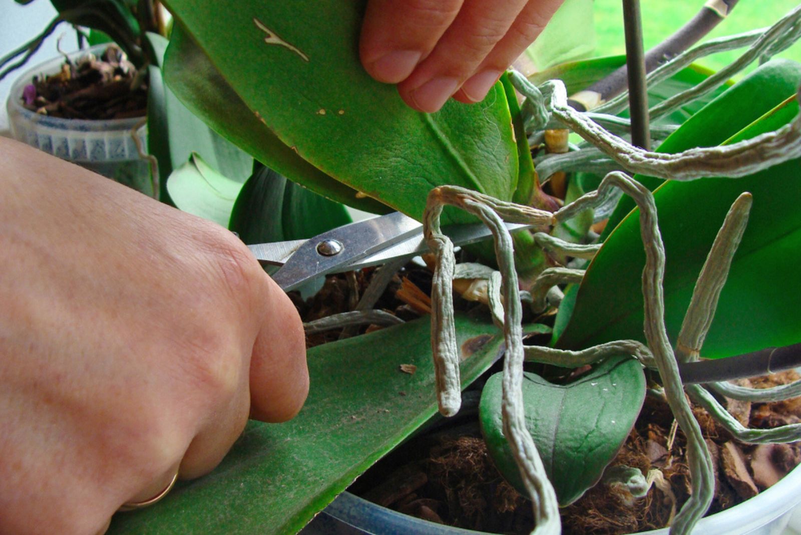 pruning orchid plant