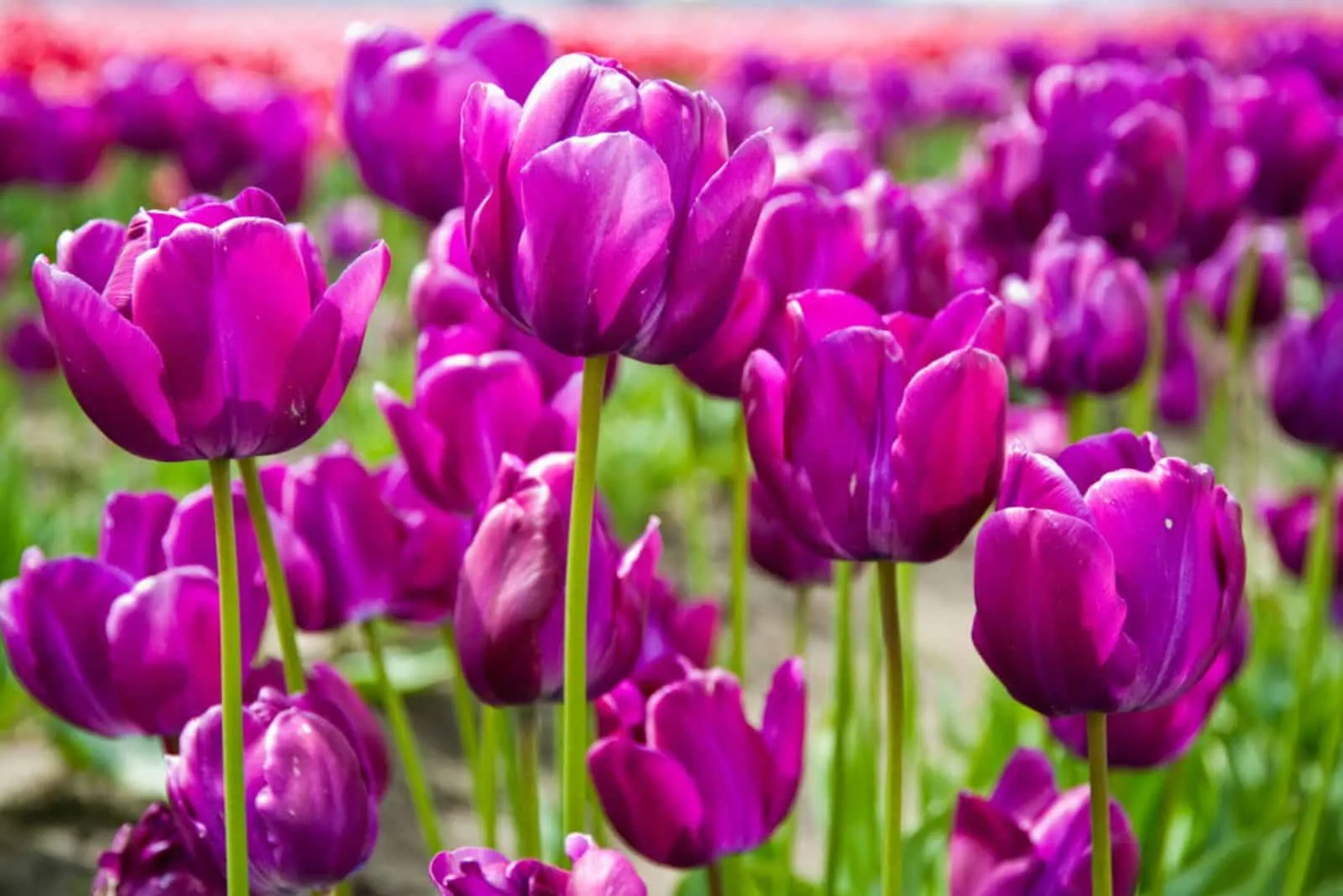 purple tulips in garden