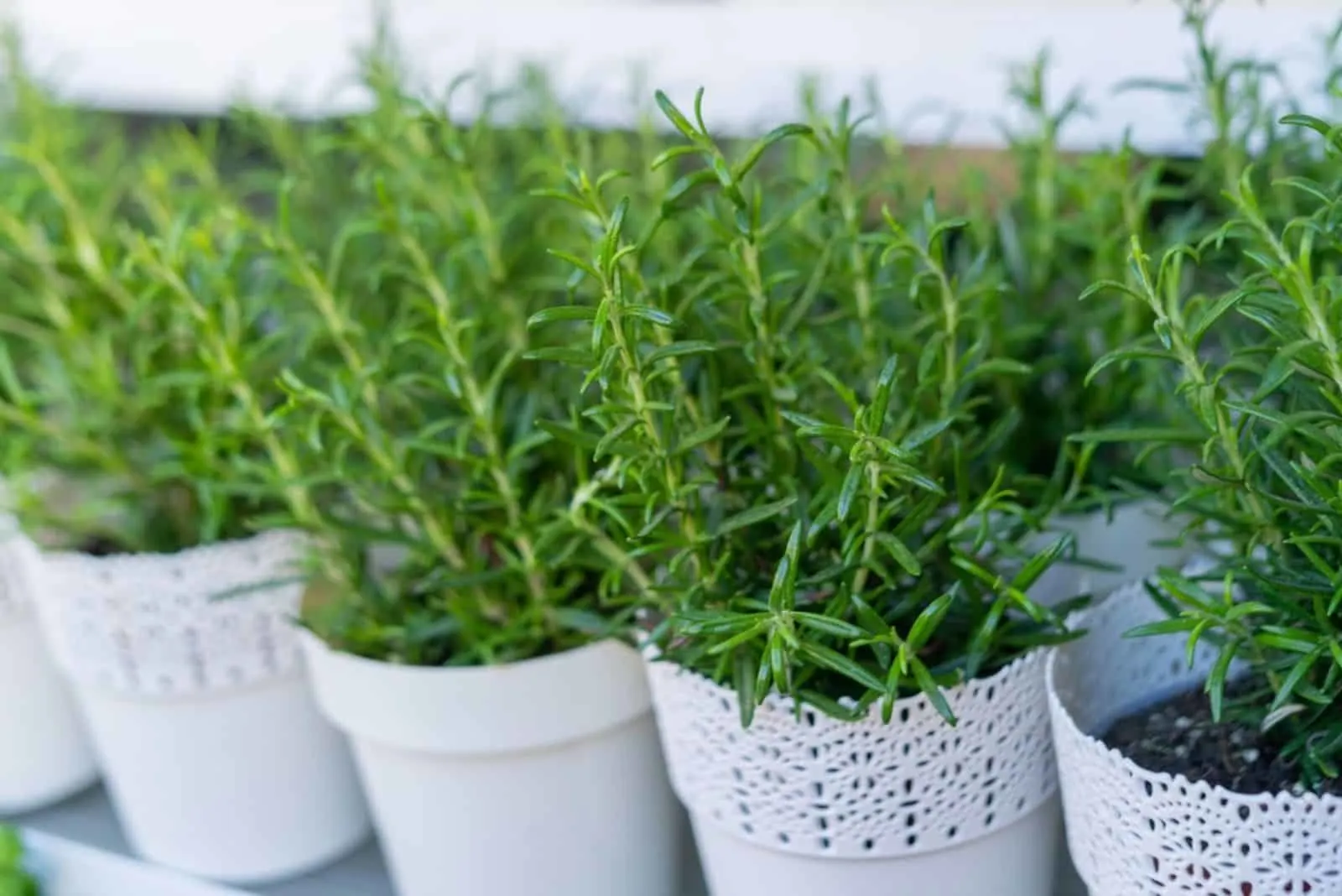  rosemary herbs in white flower pots