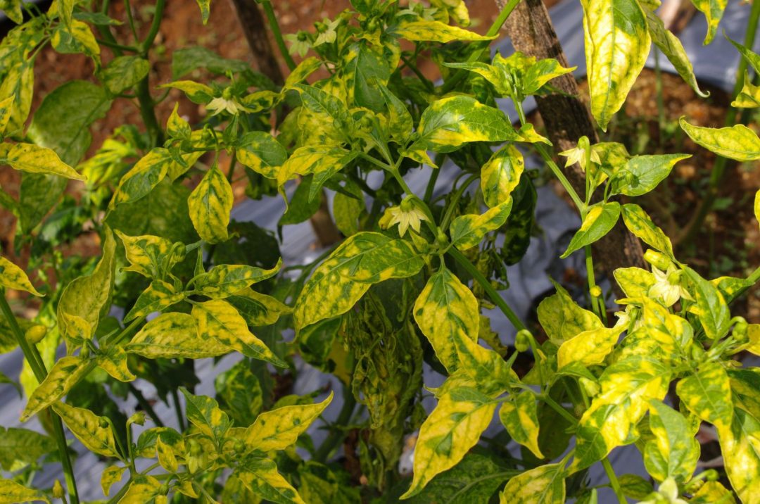 Causes Of Pepper Plant Leaves Curling And How To Fix It