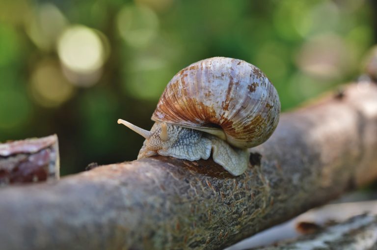 13 Helpful Ways To Get Rid Of Snails In Garden