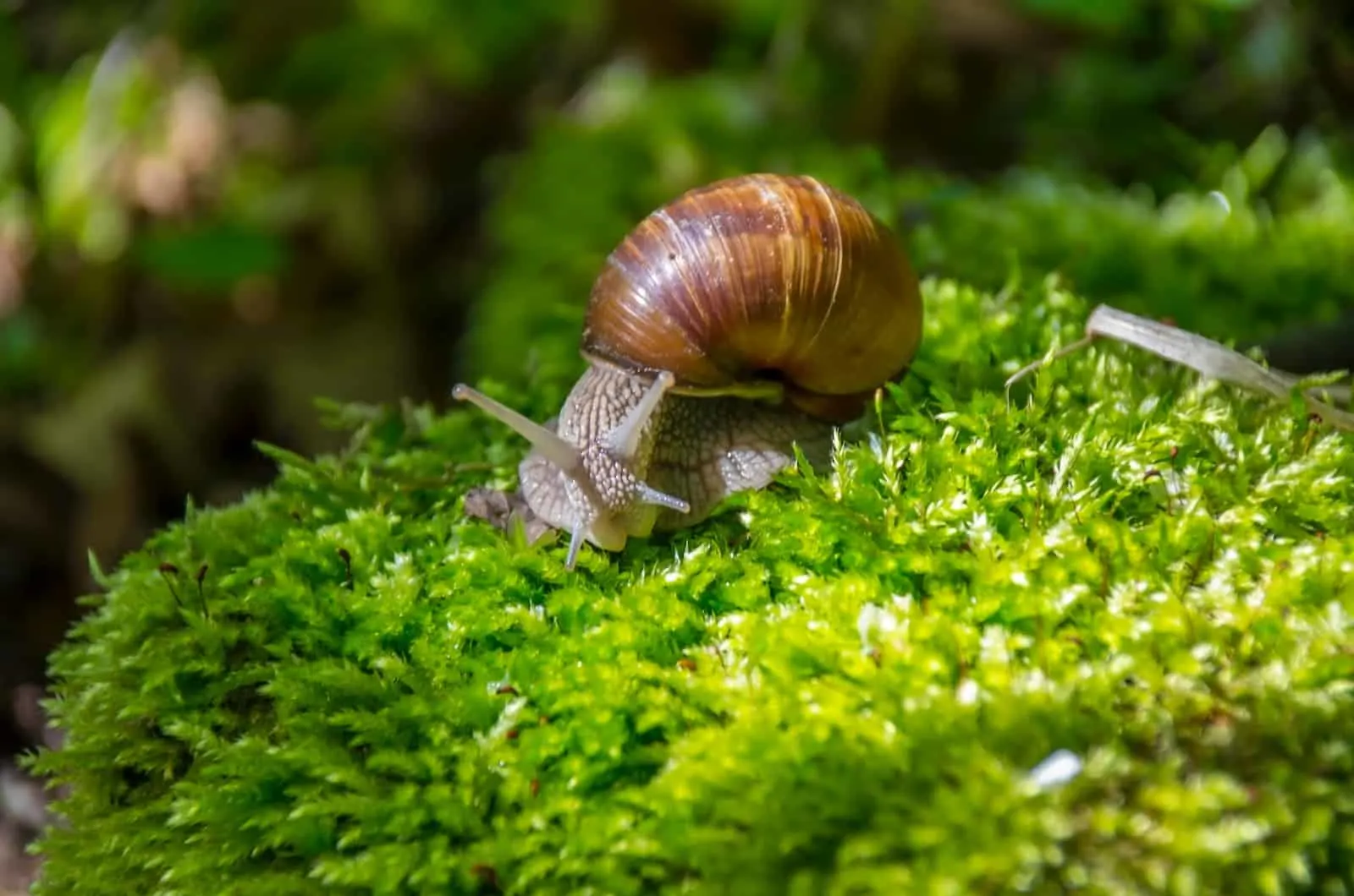snail on moss