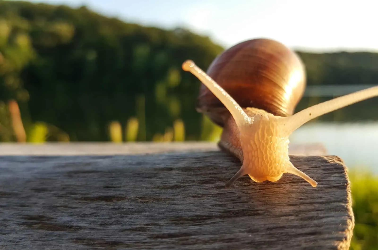 snail on wood