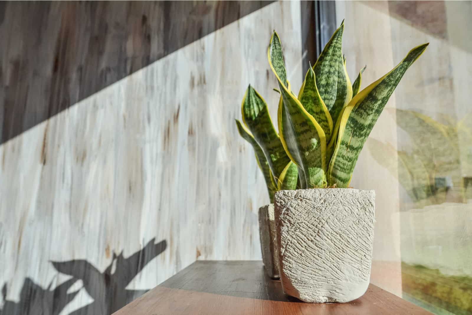 snake plant in white pot on table