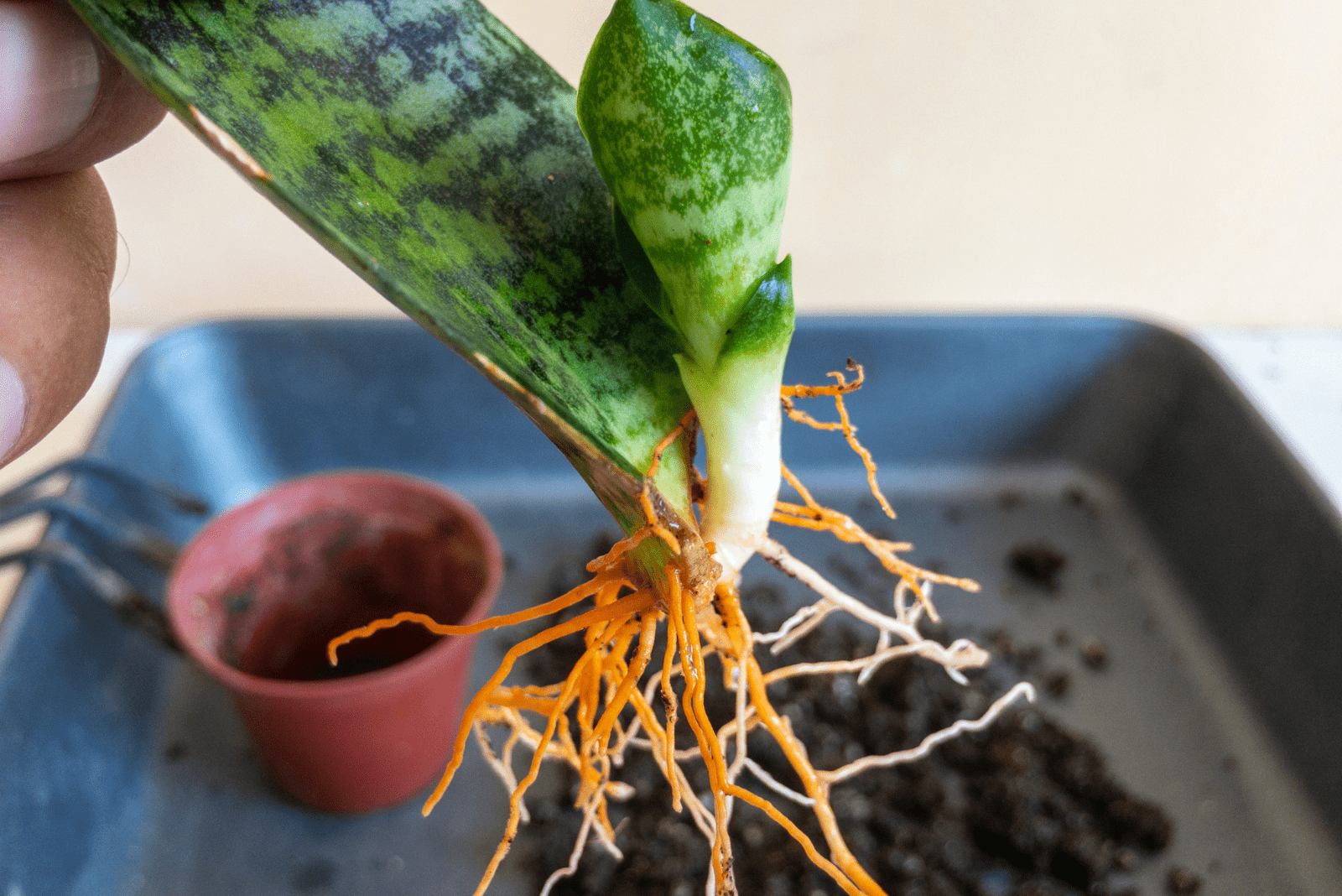 snake plant roots