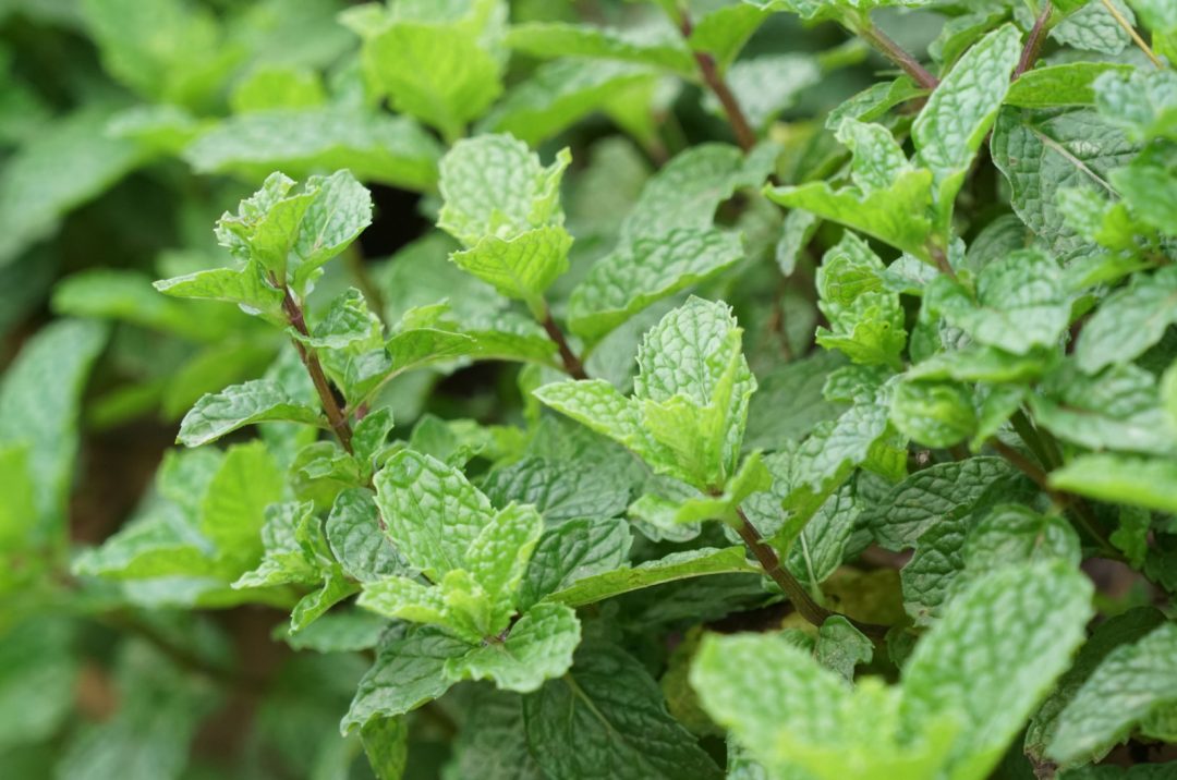 How To Grow And Take Care Of A Strawberry Mint Plant