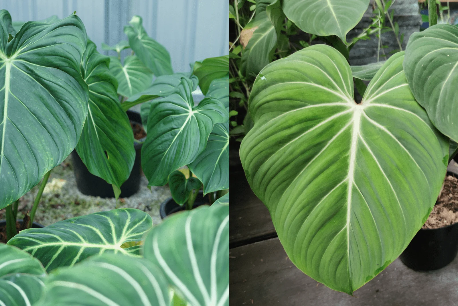 the difference between Philodendron McDowell vs Pastazanum