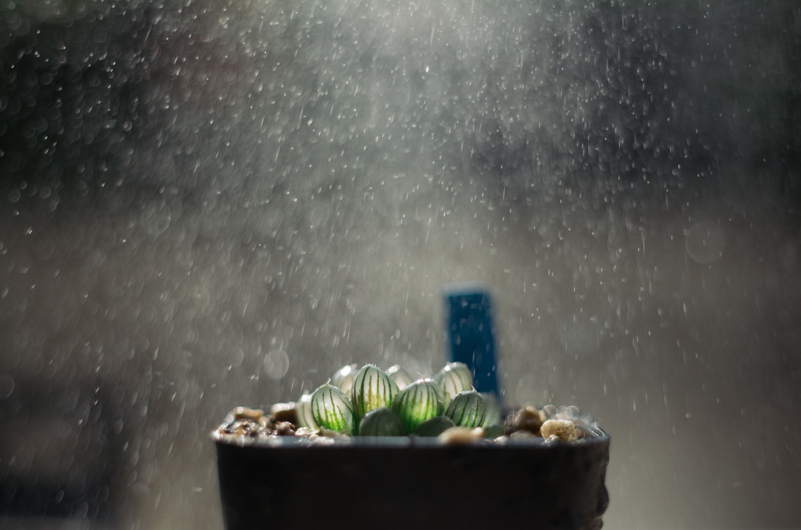 watering haworthia