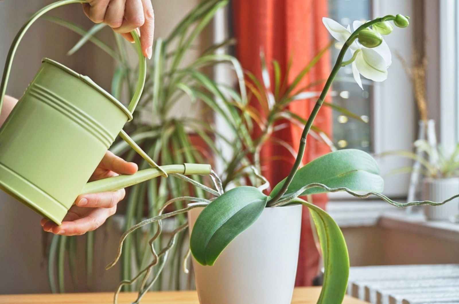 watering orchid in pot