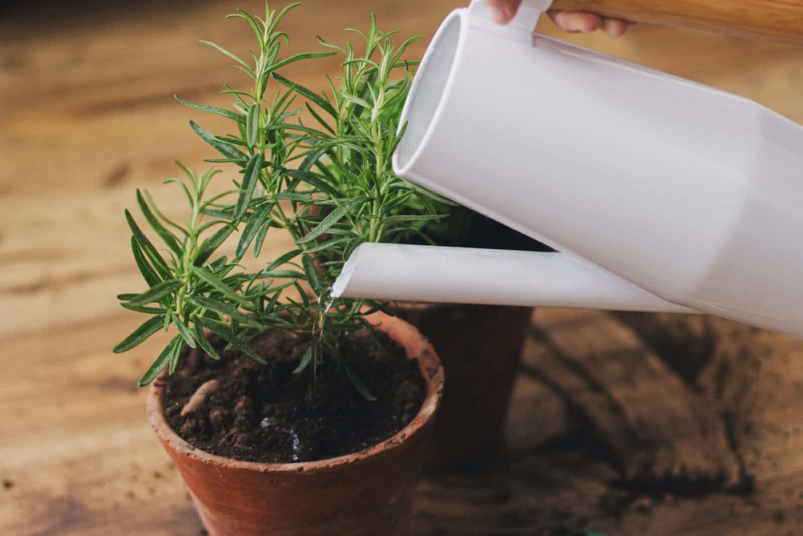 watering rosemary plant in a pot