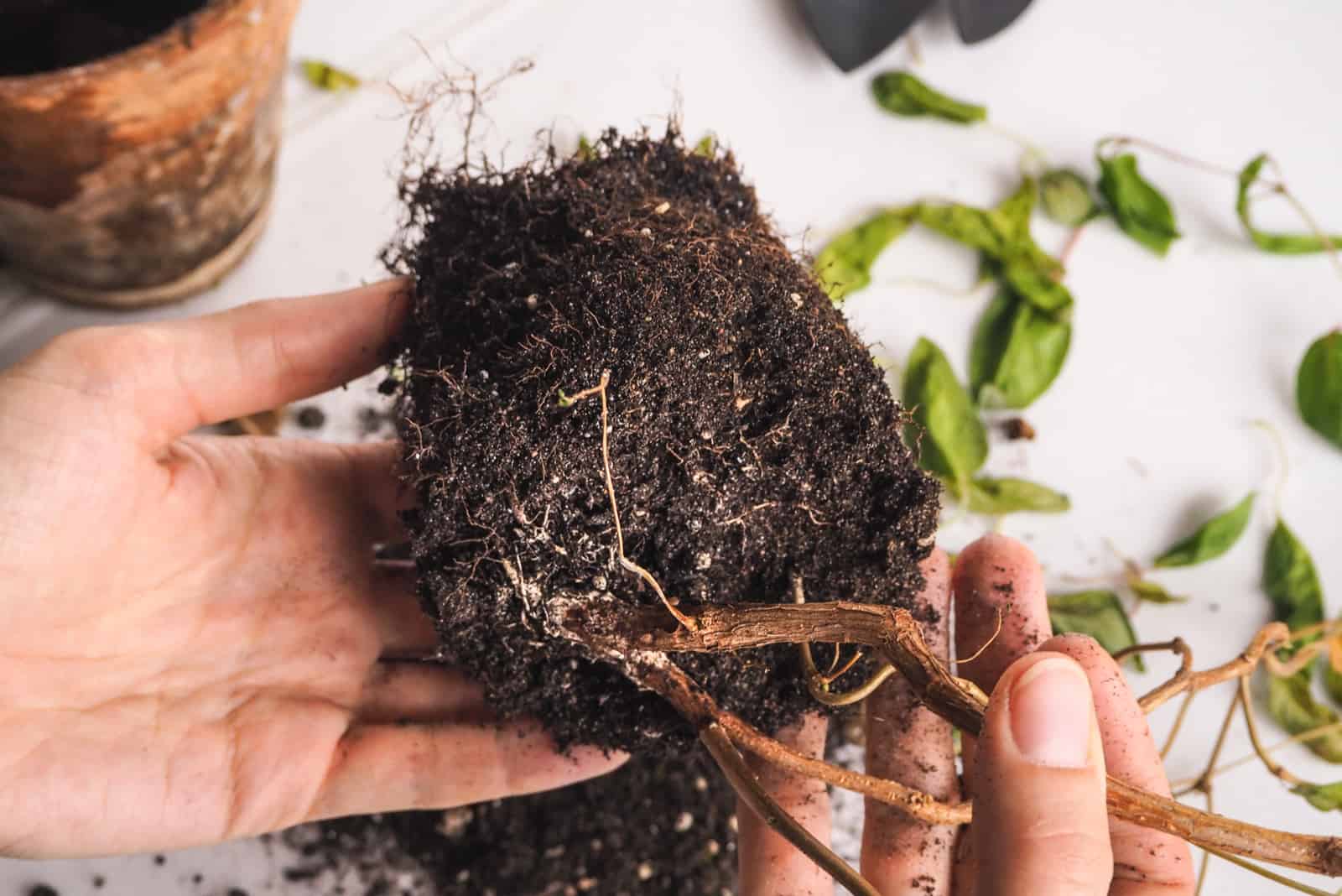 woman holding a plant with rooting rot