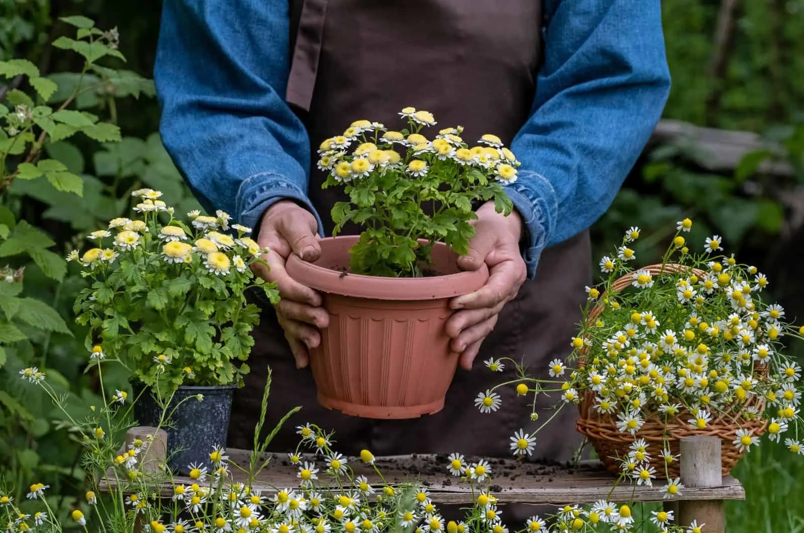 woman holding pot with Chamomile