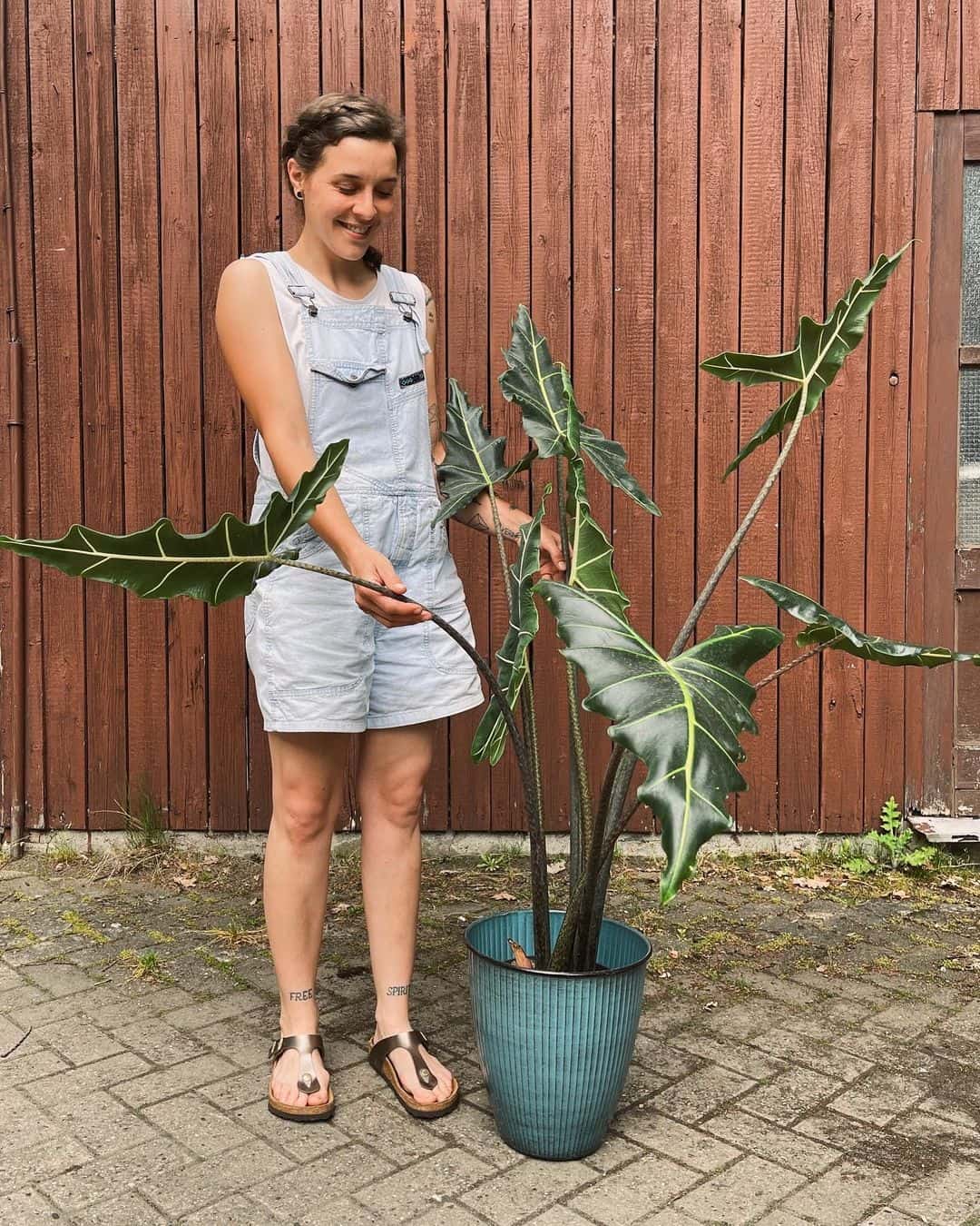 woman pointing at Alocasia Sarian