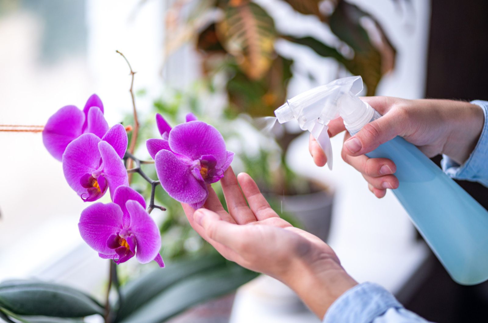 woman spreying orchid leaves