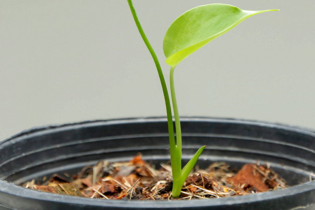 The 3 Monstera Growth Stages And What To Expect From Them