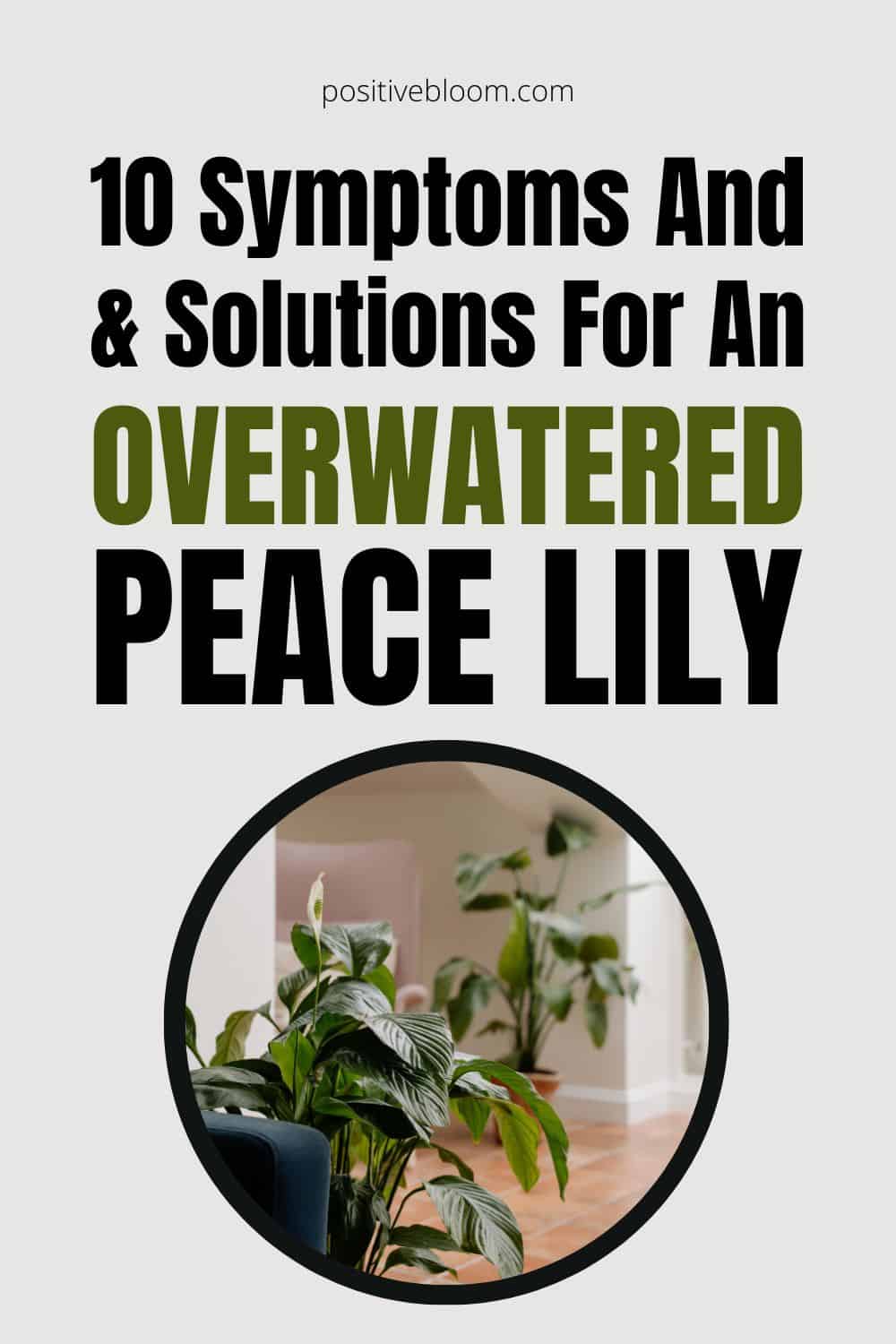 10 Symptoms And Solutions For An Overwatered Peace Lily Pinterest