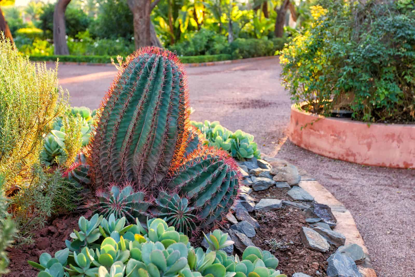 21 Inexpensive Desert Landscaping Ideas To Spruce Up Your Yard