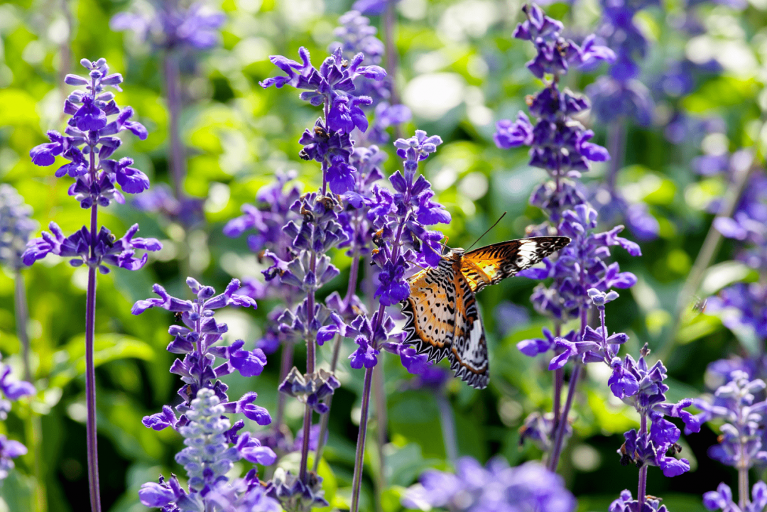 25 flowers that attract hummingbirds and butterflies