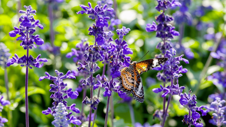 25 Flowers That Attract Hummingbirds And Butterflies