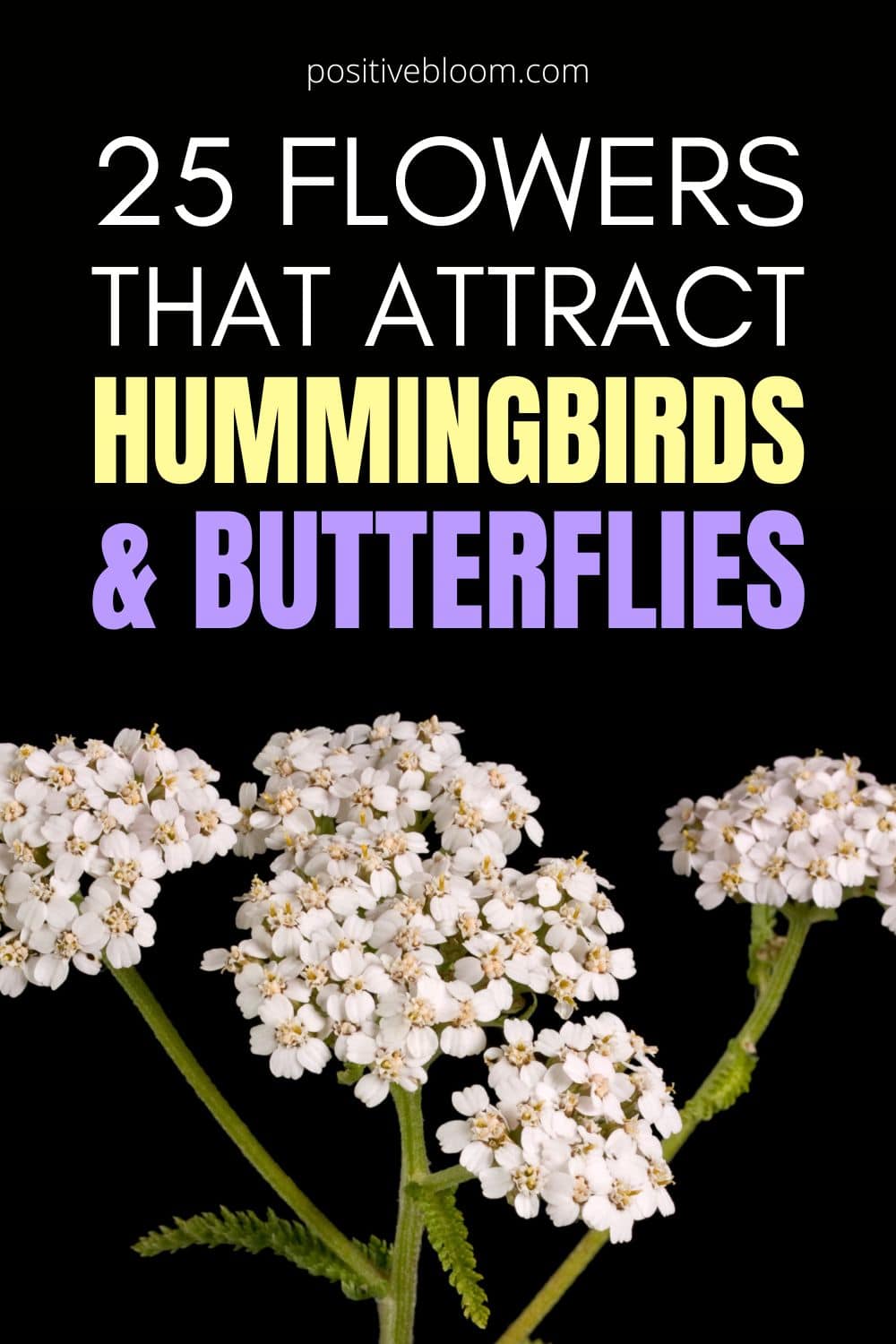 25 Flowers That Attract Hummingbirds And Butterflies Pinterest