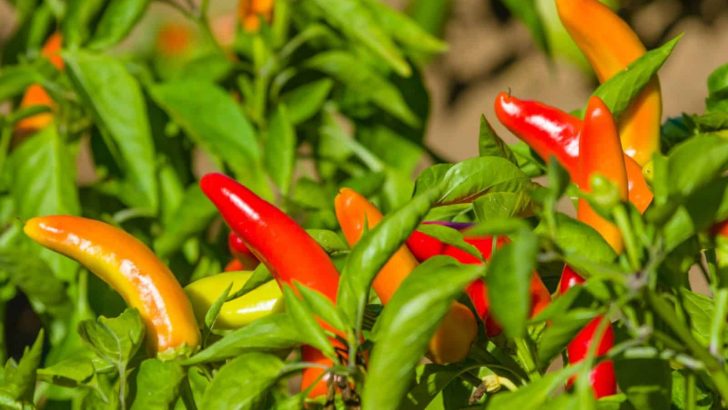5 Ways To Know When To Pick Banana Peppers
