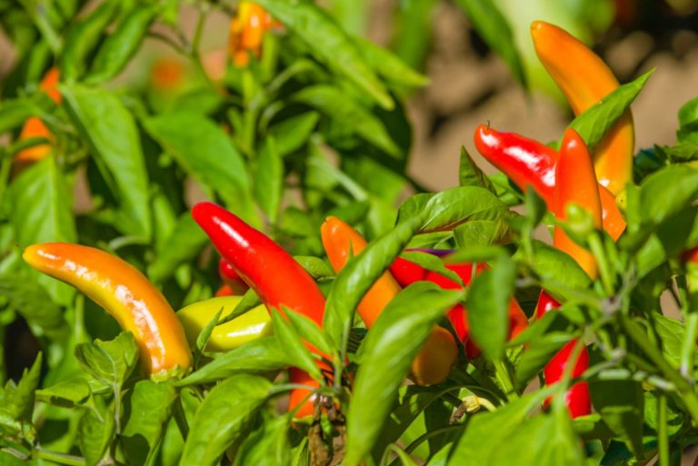 Hot banana peppers ripe and ready to harvest