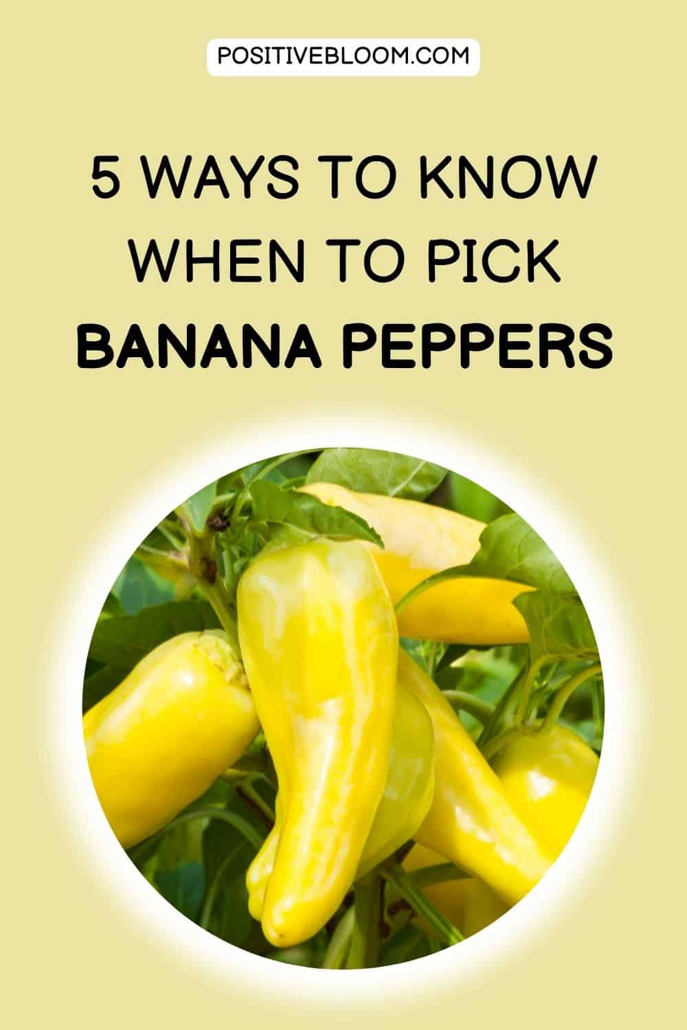 5 Ways To Know When To Pick Banana Peppers Pinterest
