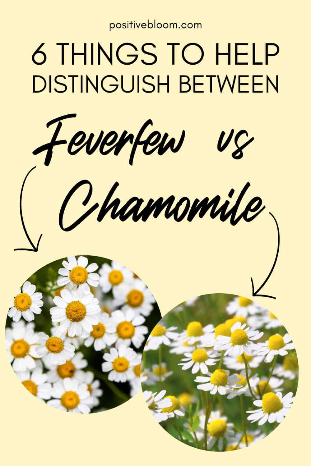 6 Things To Help Distinguish Between Feverfew vs Chamomile Pinterest