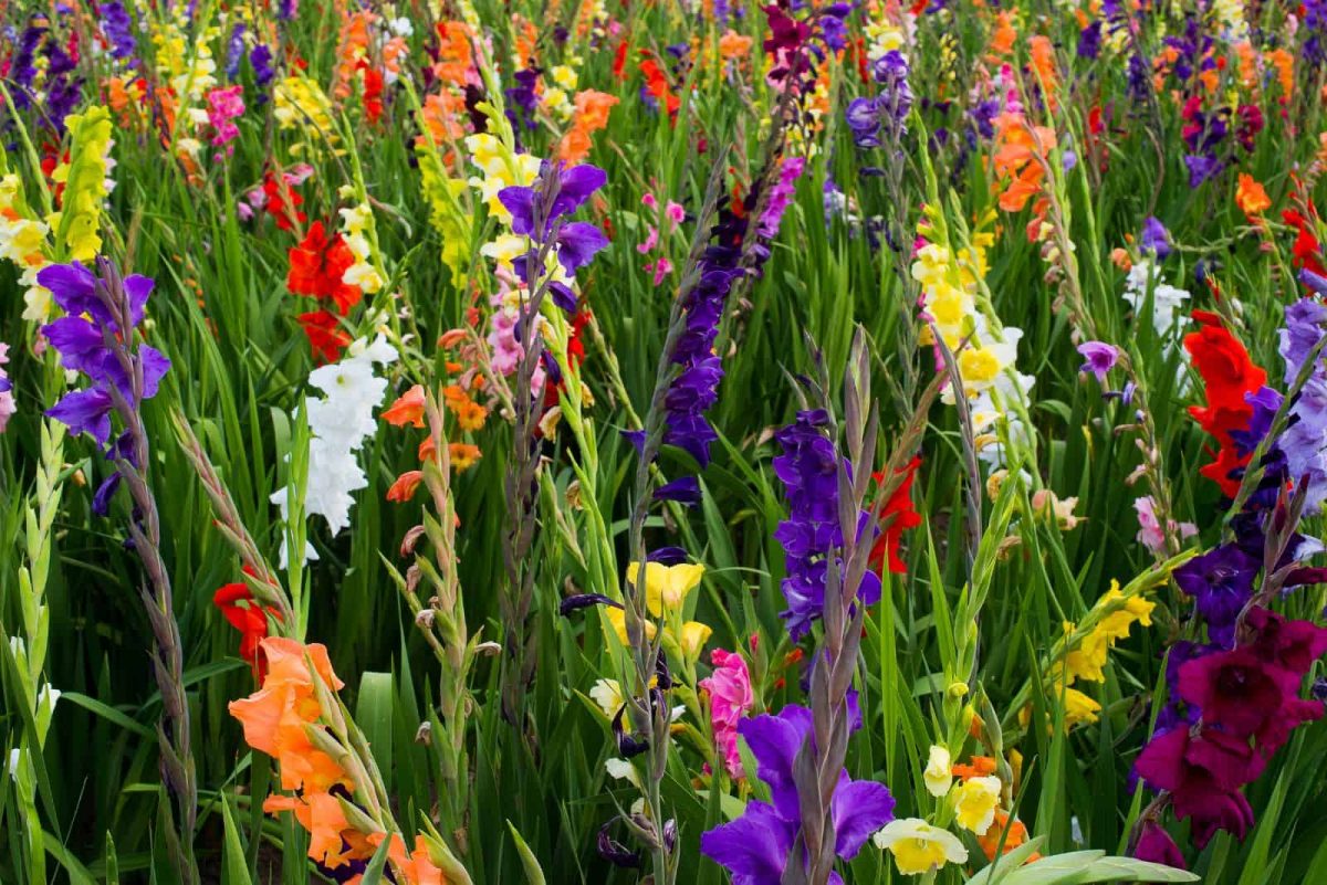 A Complete Guide Through The Gladiolus Growing Stages