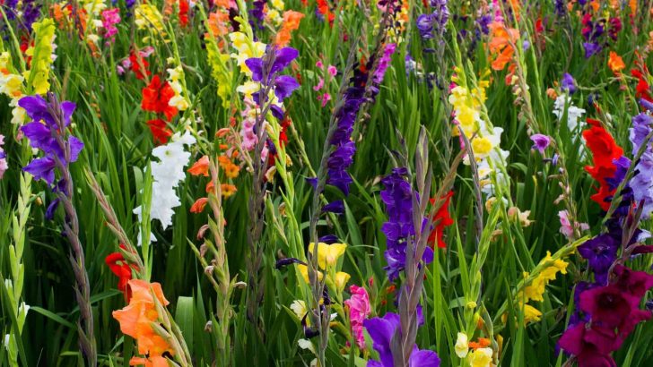 A Complete Guide Through The Gladiolus Growing Stages