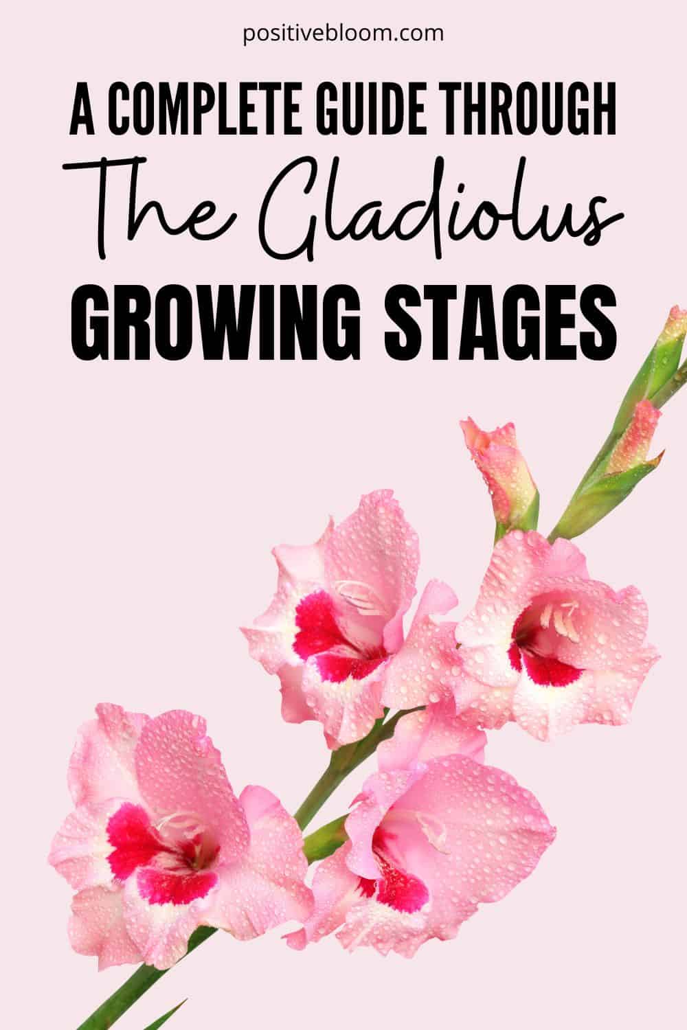 A Complete Guide Through The Gladiolus Growing Stages Pinterest