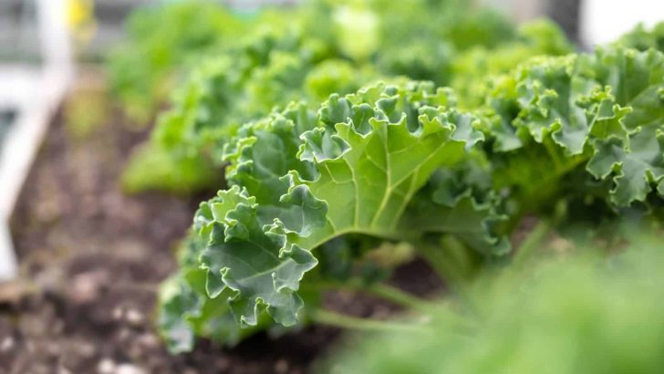 A Complete Guide To The Kale Growing Stages & What To Expect
