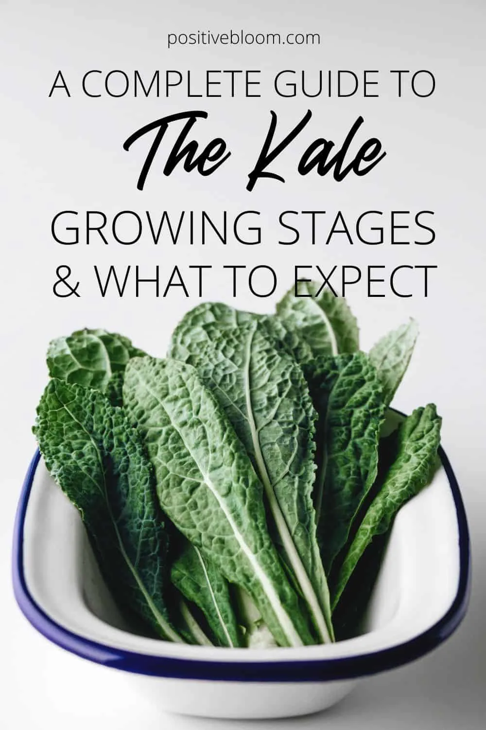 A Complete Guide To The Kale Growing Stages & What To Expect Pinterest