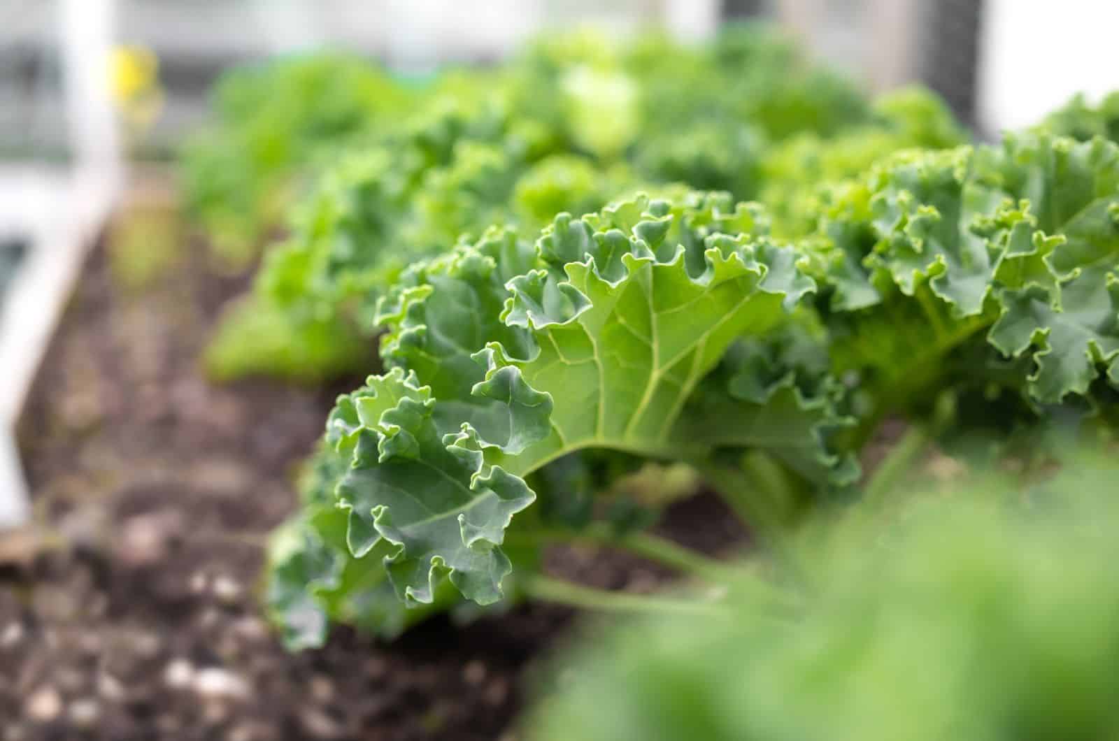 Kale growing in garden