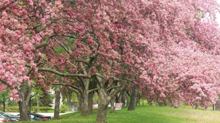 A Complete List Of The Pros And Cons Of Redbud Trees