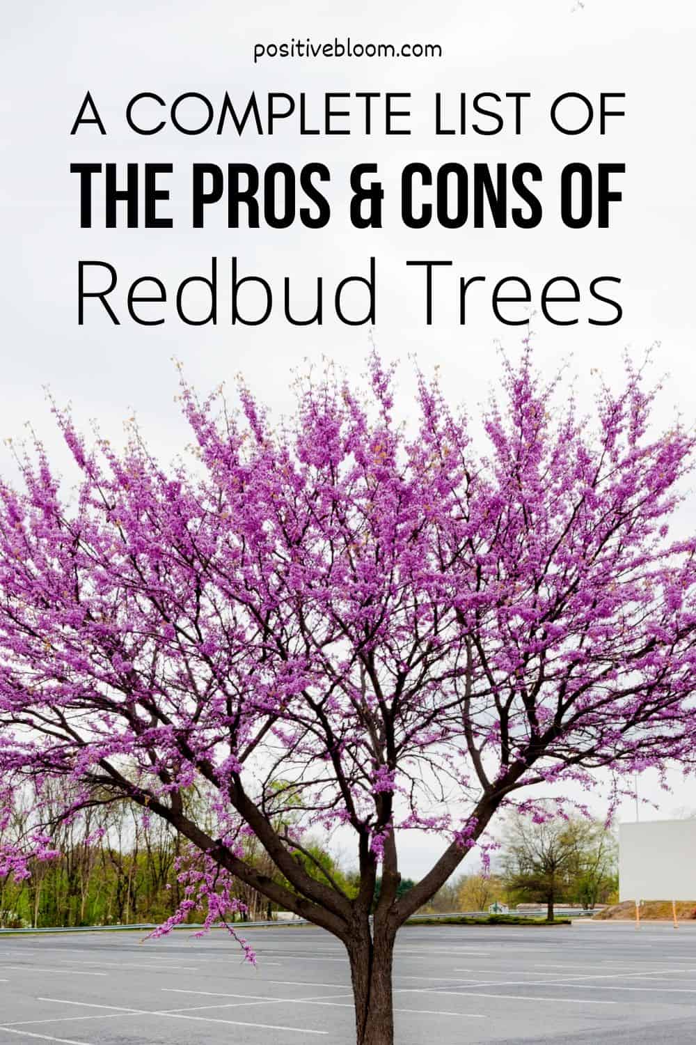 A Complete List Of The Pros And Cons Of Redbud Trees Pinterest