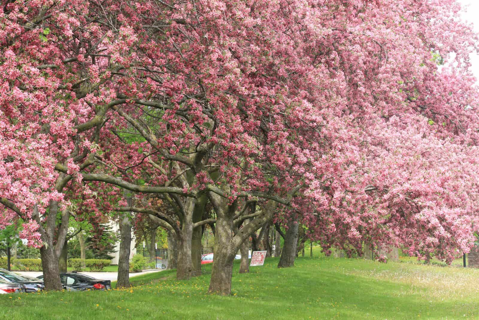 A Complete List Of The Pros And Cons Of Redbud Trees