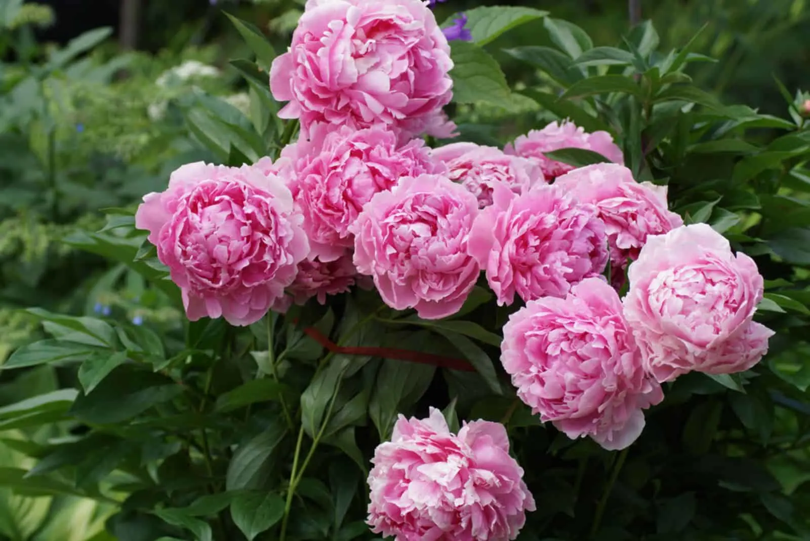 A bush of pink double peonies blooms in the garden