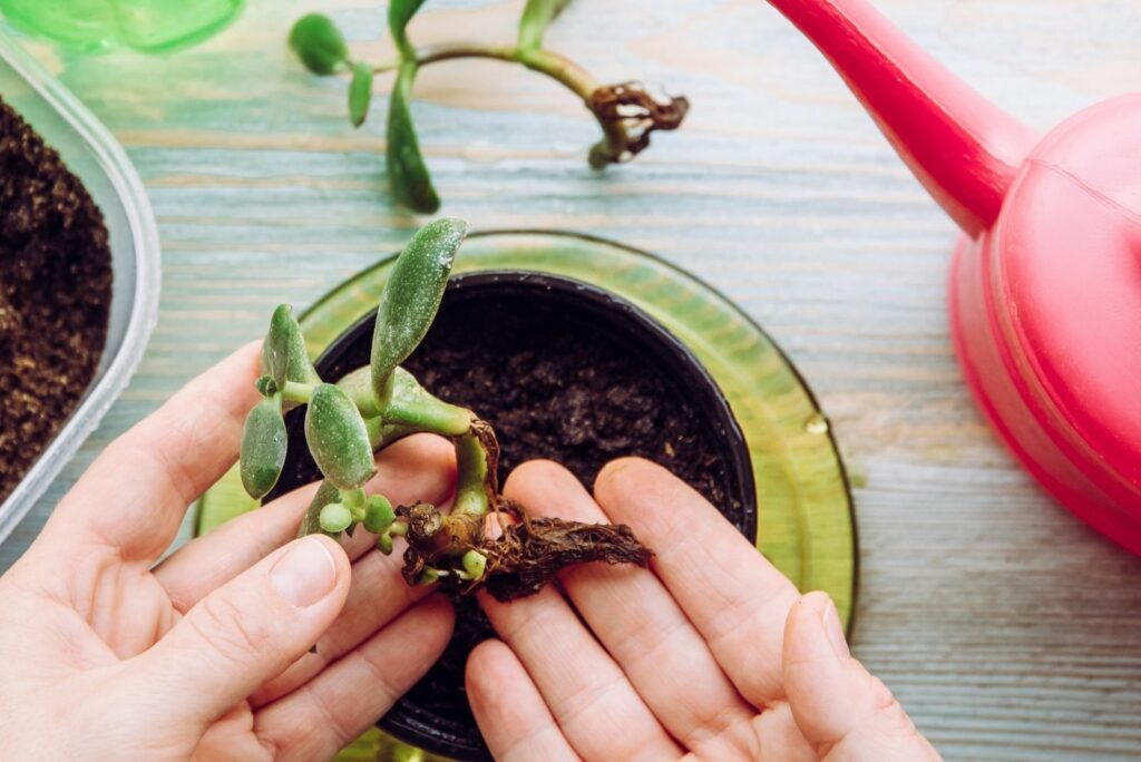 A woman propagates a jade plant