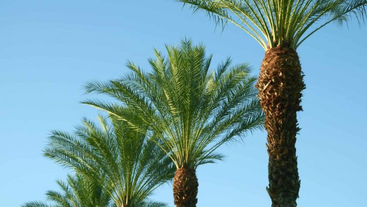 All Hail To The King Palm Trees (Useful Growing Tips)