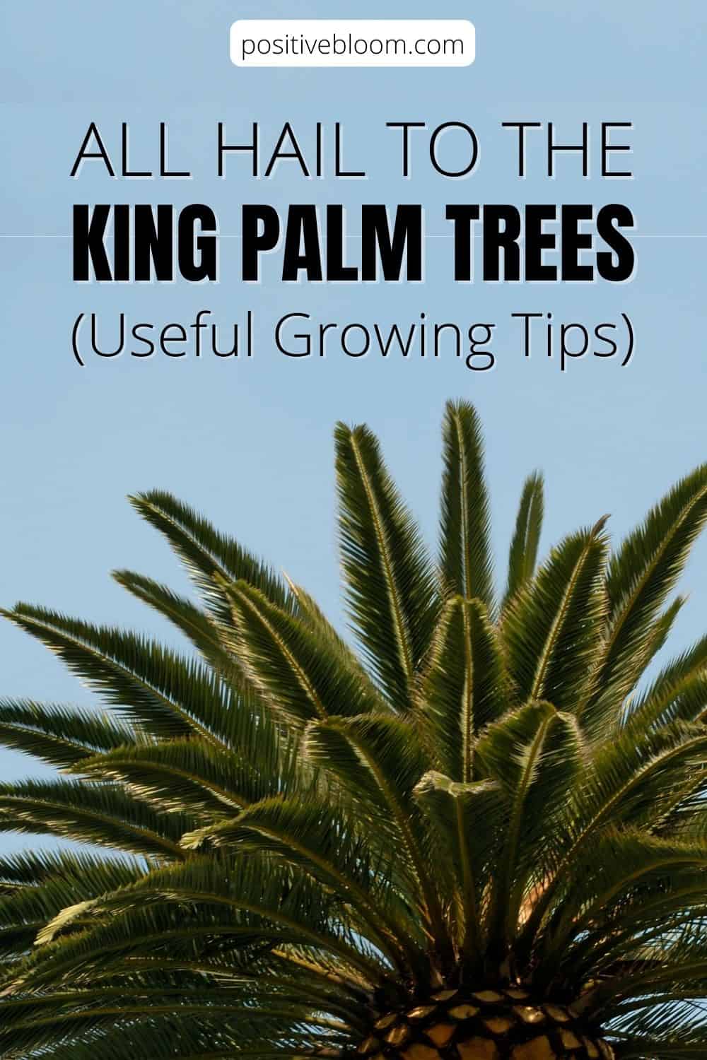 All Hail To The King Palm Trees (Useful Growing Tips) Pinterest