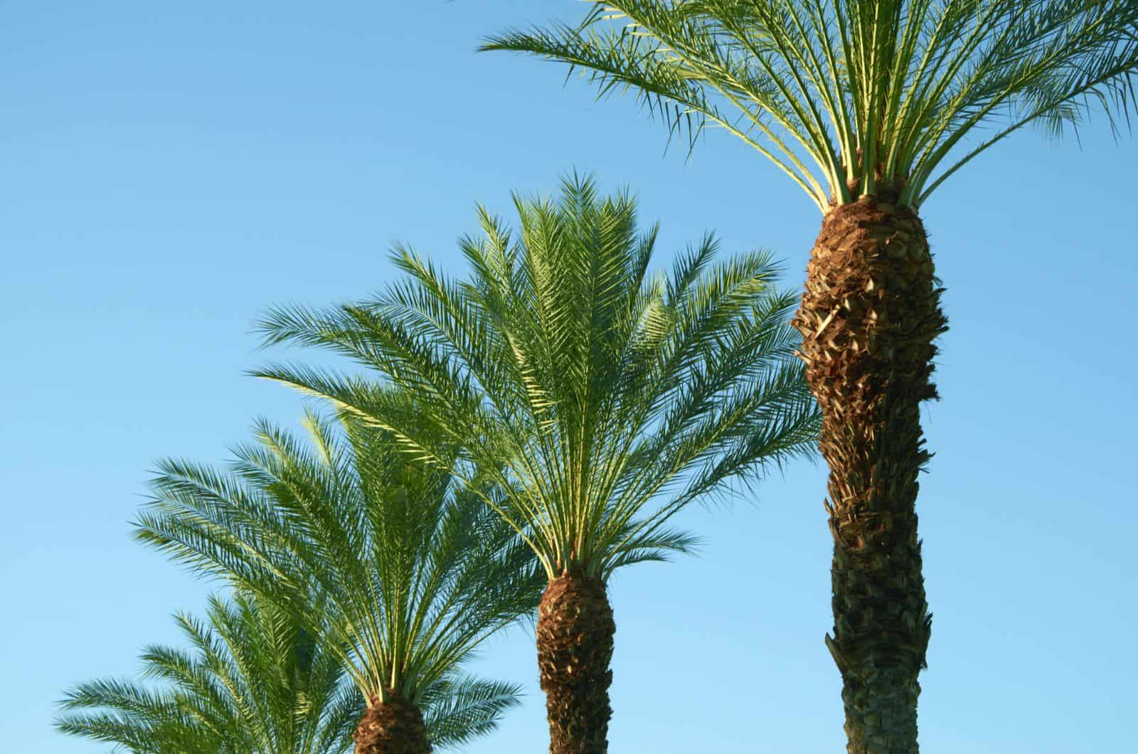 All Hail To The King Palm Trees (Useful Growing Tips)