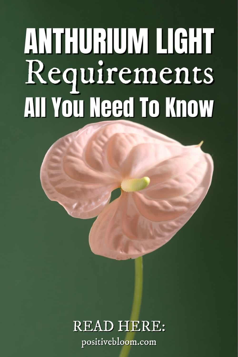 All You Need To Know About Anthurium Light Requirements Pinterest