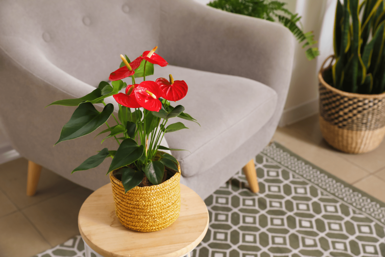 All You Need To Know About Anthurium Light Requirements